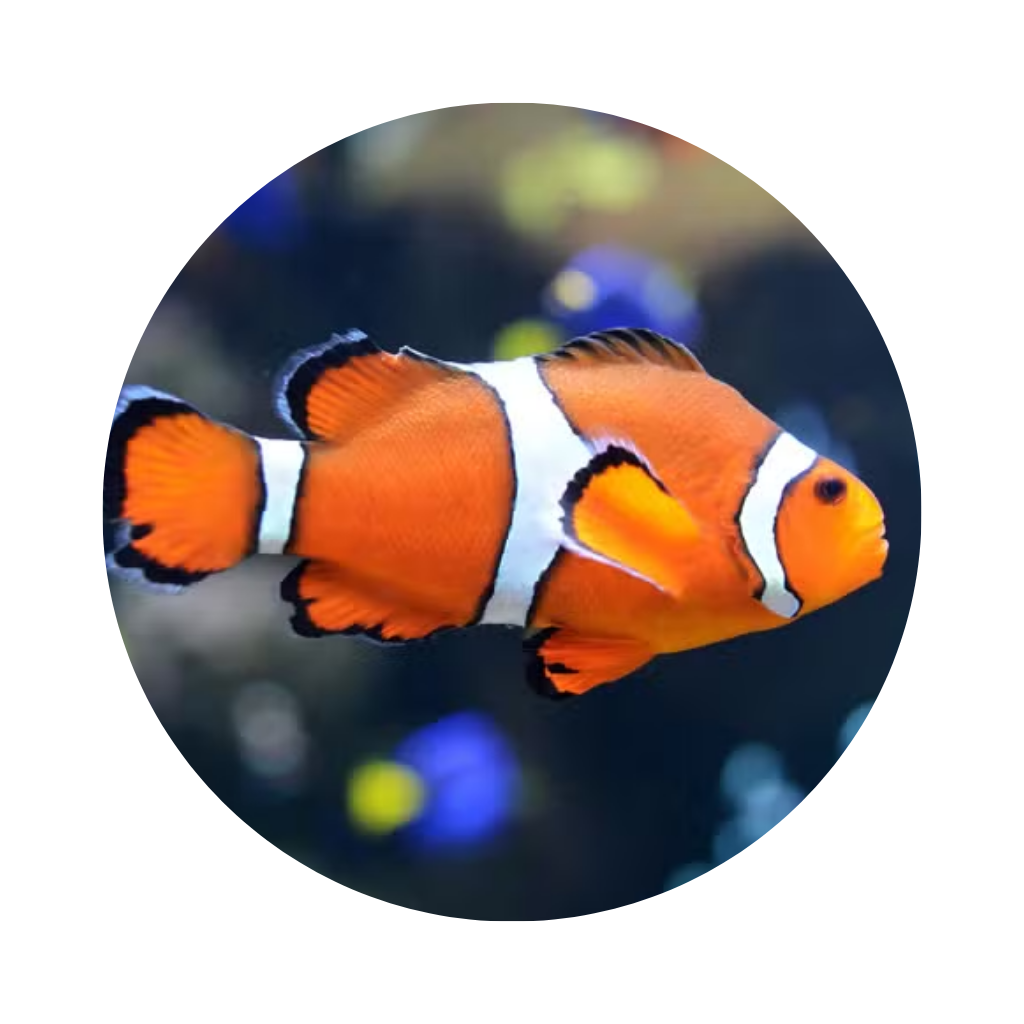 PEIXE MAR PALHACO OCELLARIS PEQUENO