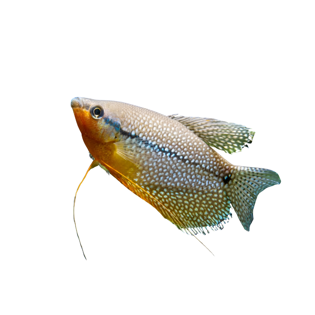 TRICOGASTER LERI/AZUL/OURO/ROSA