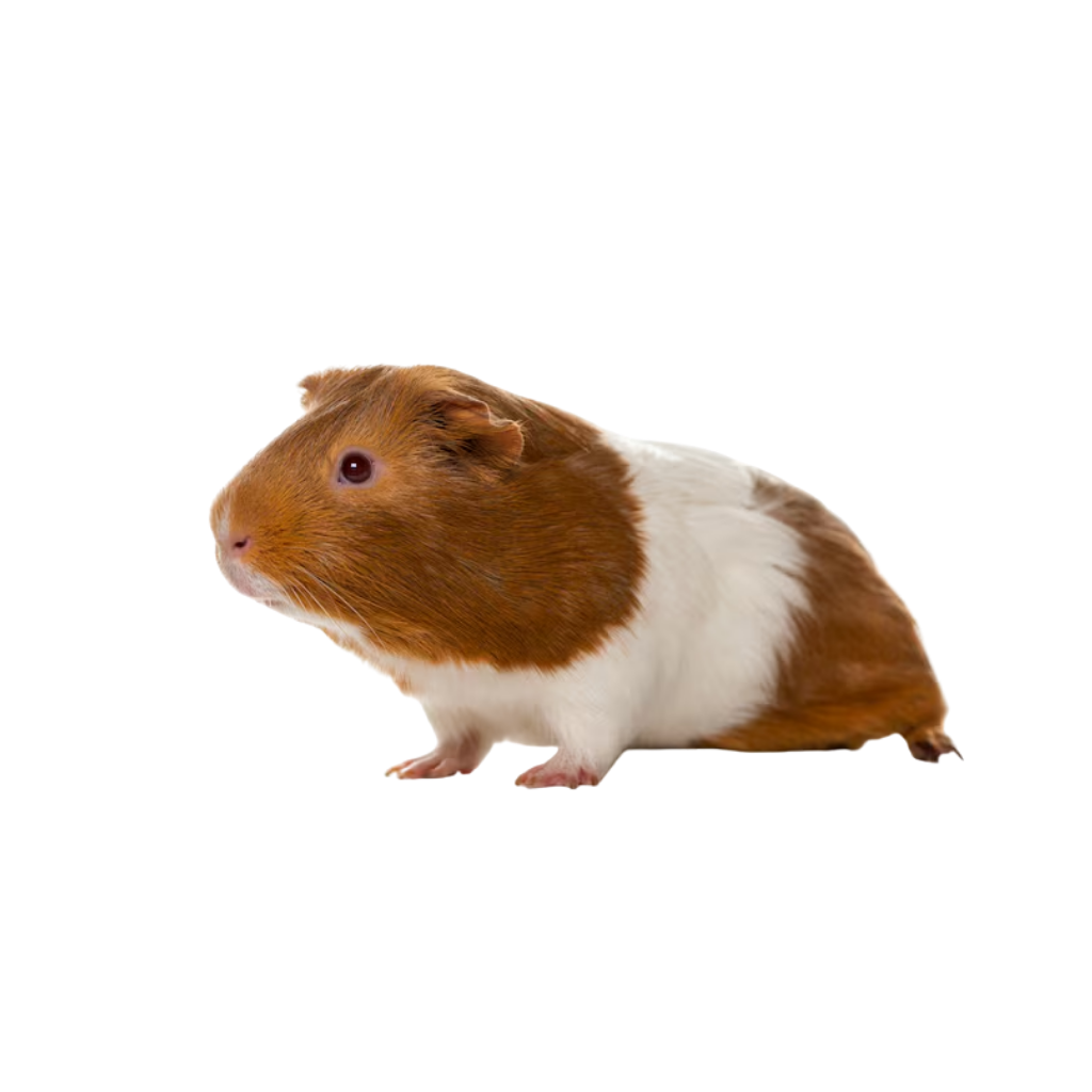 PORQUINHO DA INDIA DIVERSOS