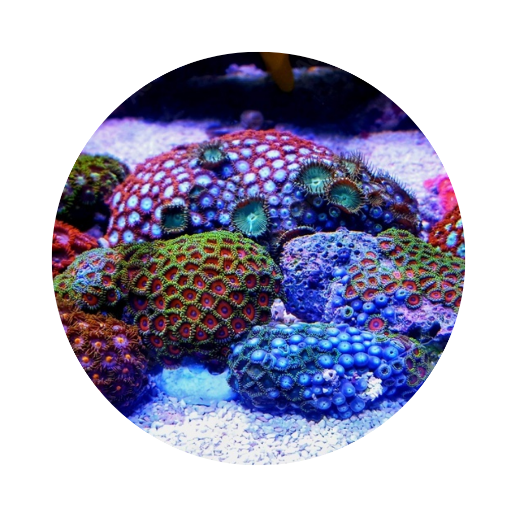 CORAL ZOANTHUS DIVERSOS