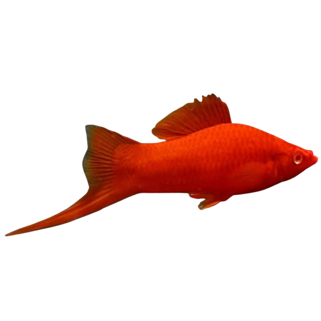 ESPADA SANGUE /ANANAZ/NEGRO/MARIGOLD