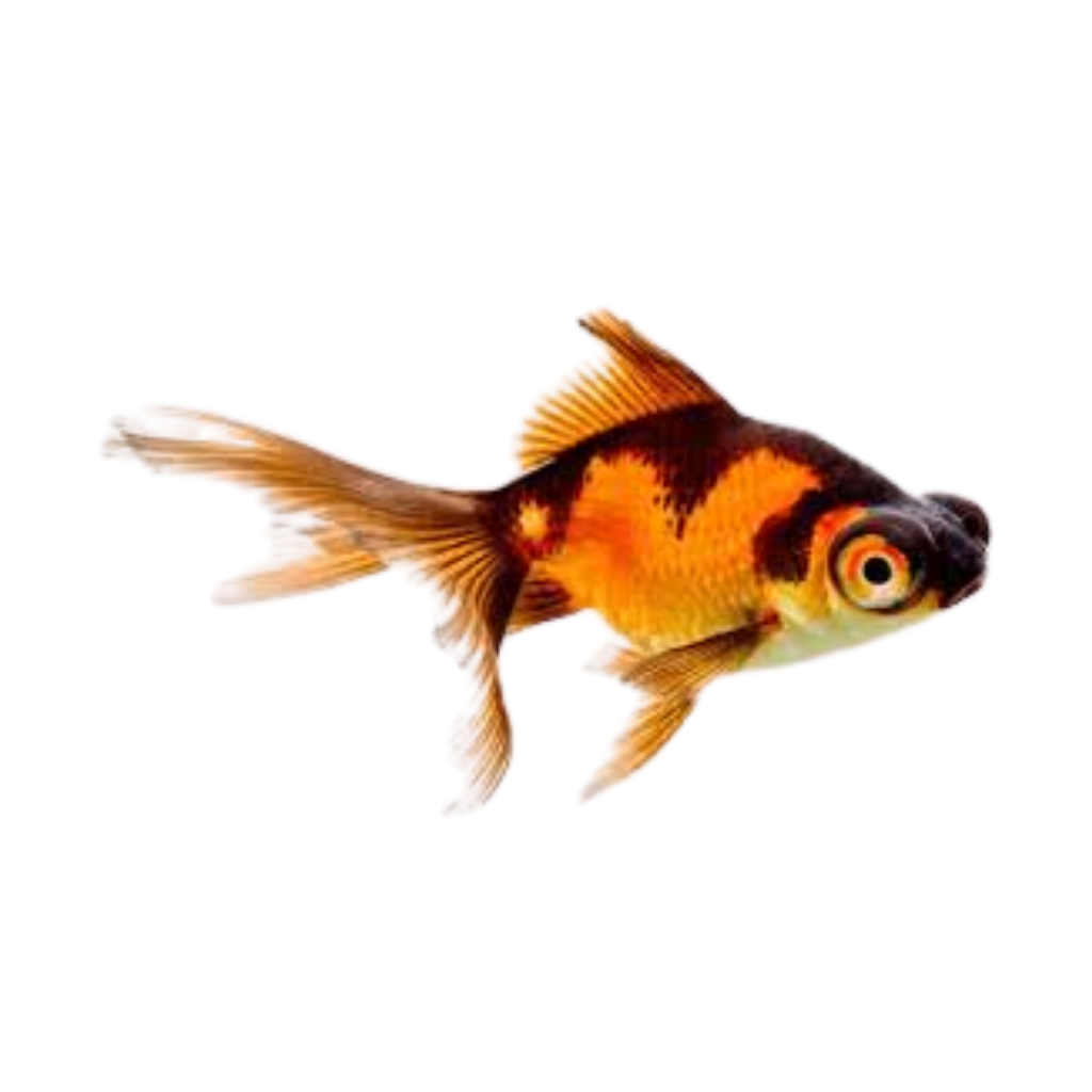 KINGUIO TELESCOPIO MD