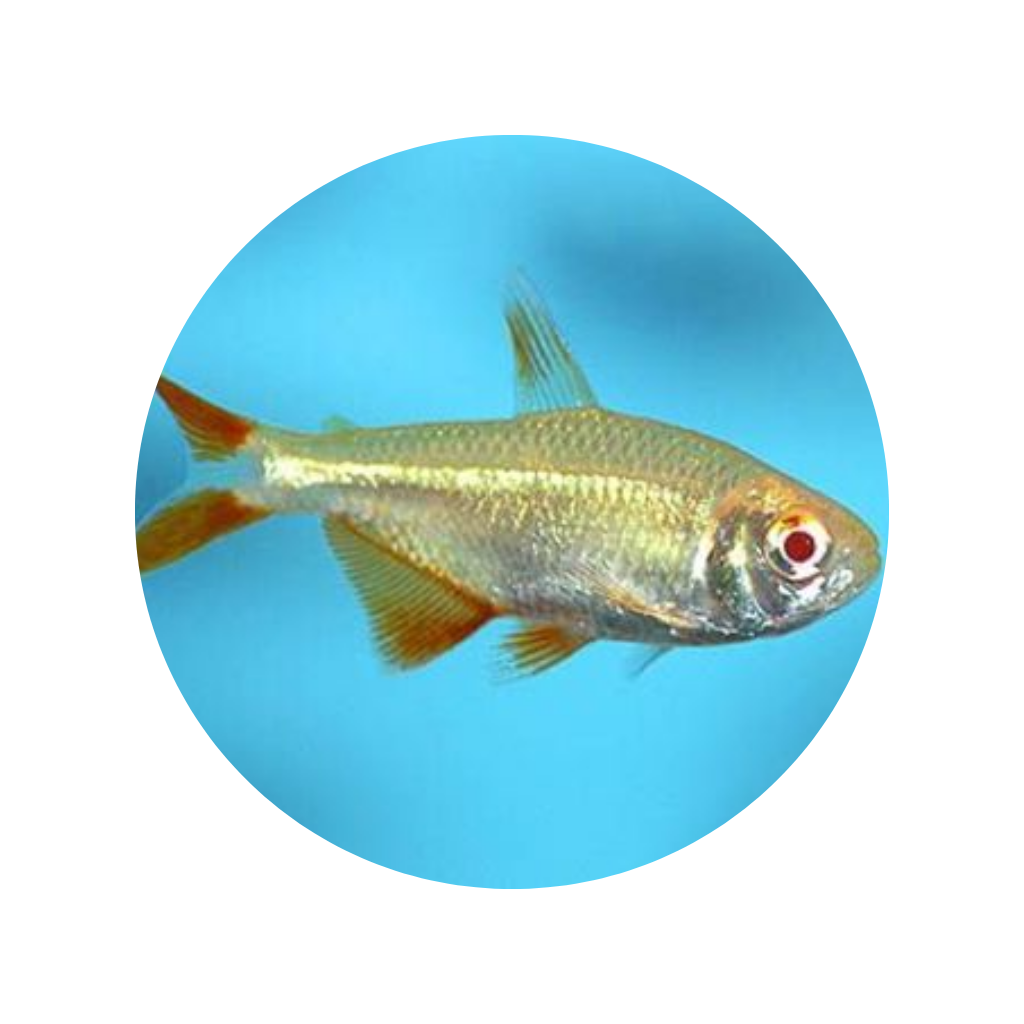 TETRA BUENOS AIRES/ALBINO