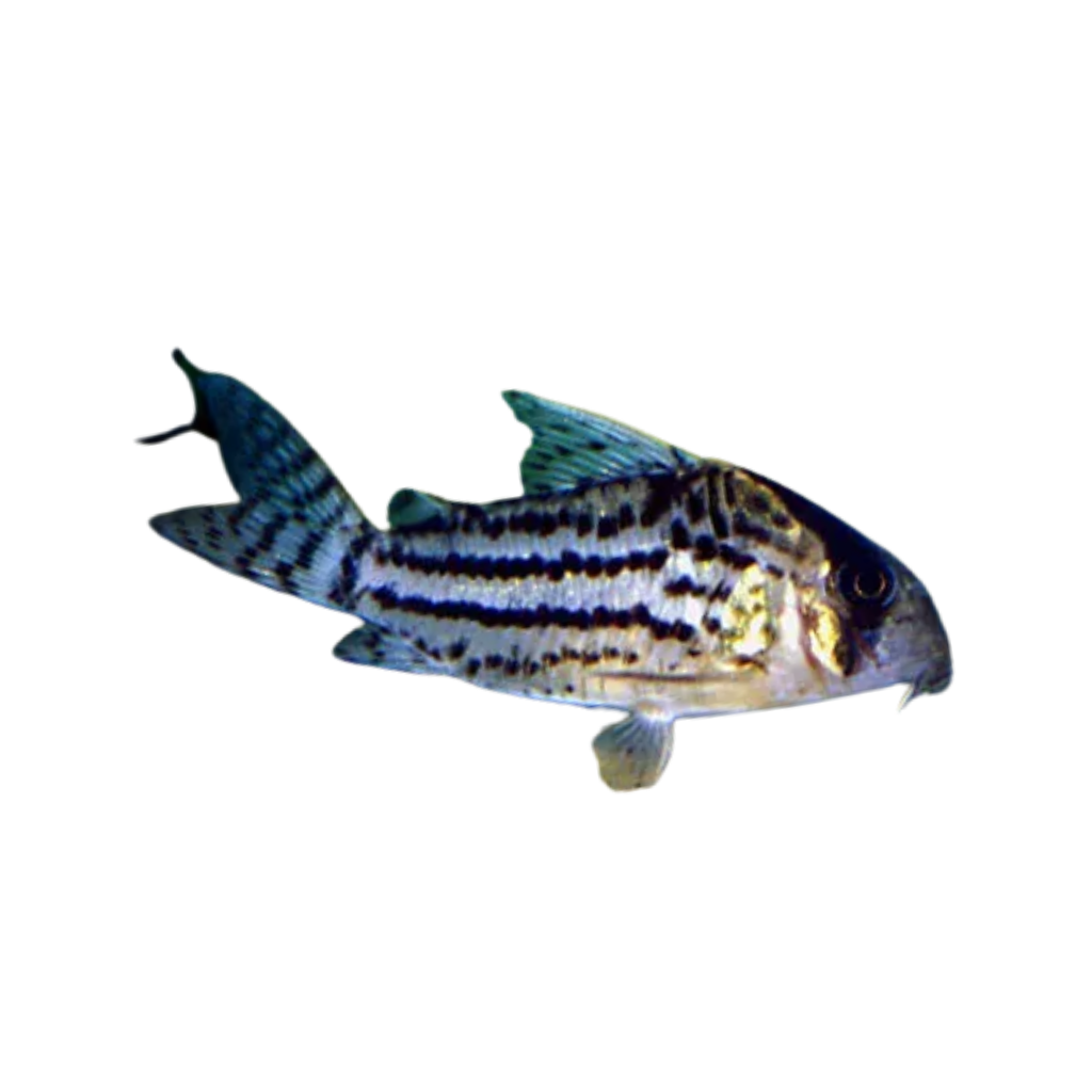 CORIDORA SCHWARTZI/ELEGANS