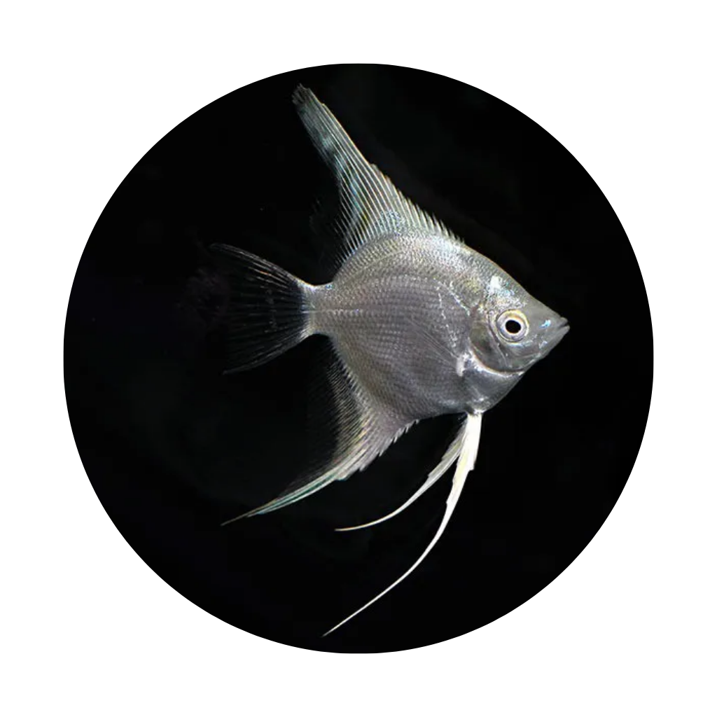 ACARA BANDEIRA PLATINUM/PRATA MD