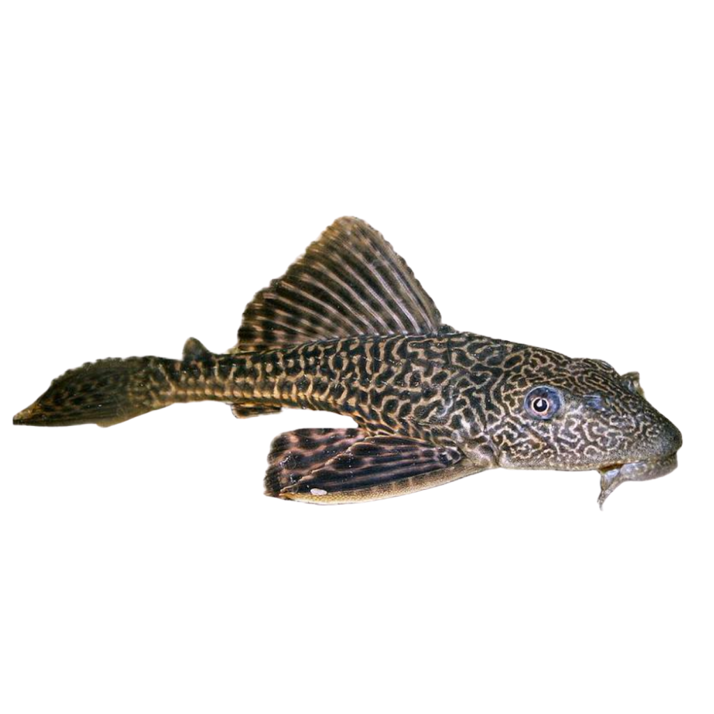 CASCUDO ANGOLINHA ABACAXI PQ