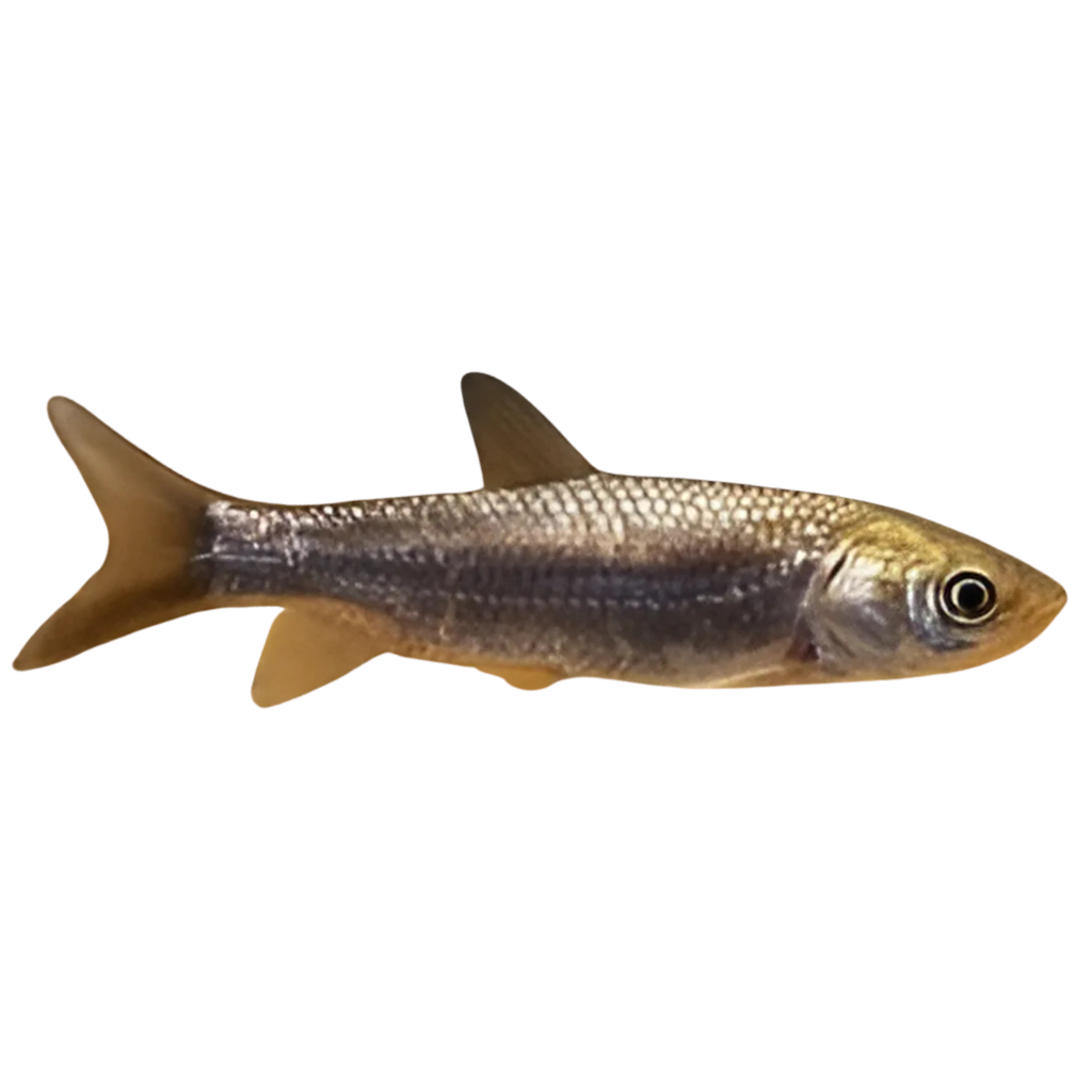 ALEVINO DE CARPA CAPIM